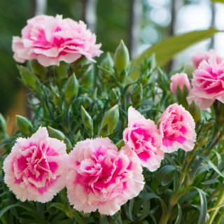 Extrato de Folha de Cravo (Dianthus caryophyllus)